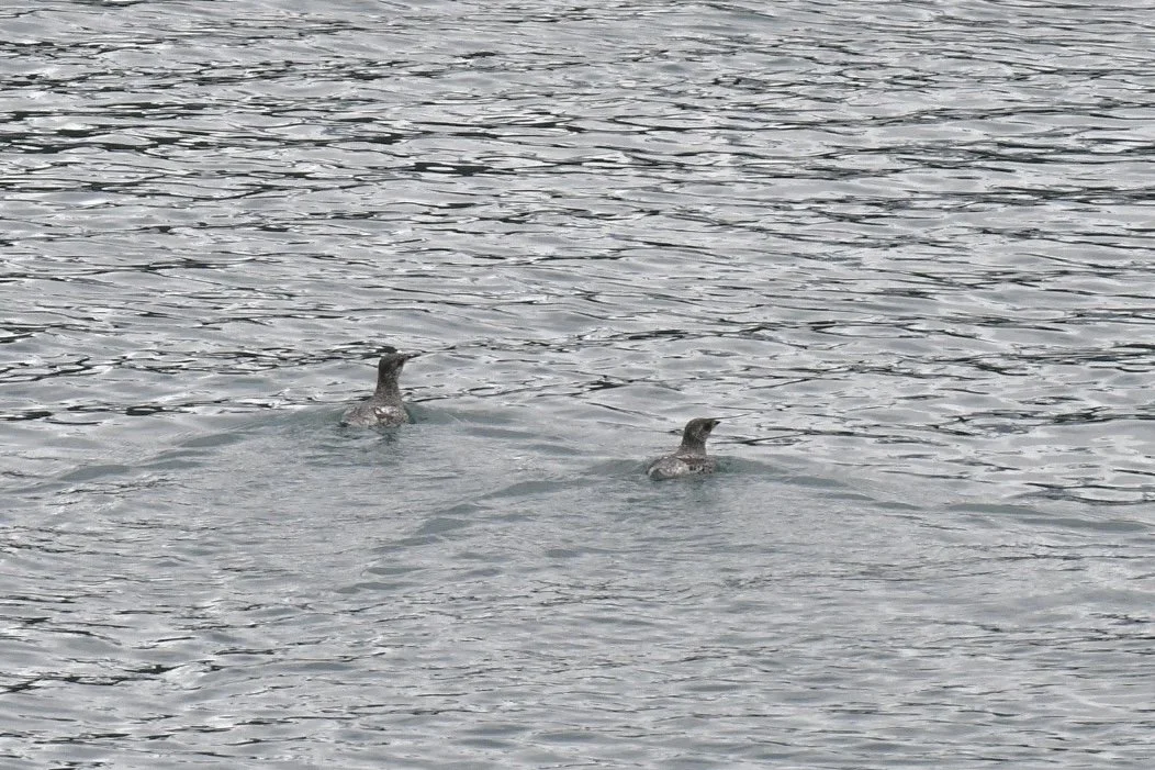 DSC_3453.JPG