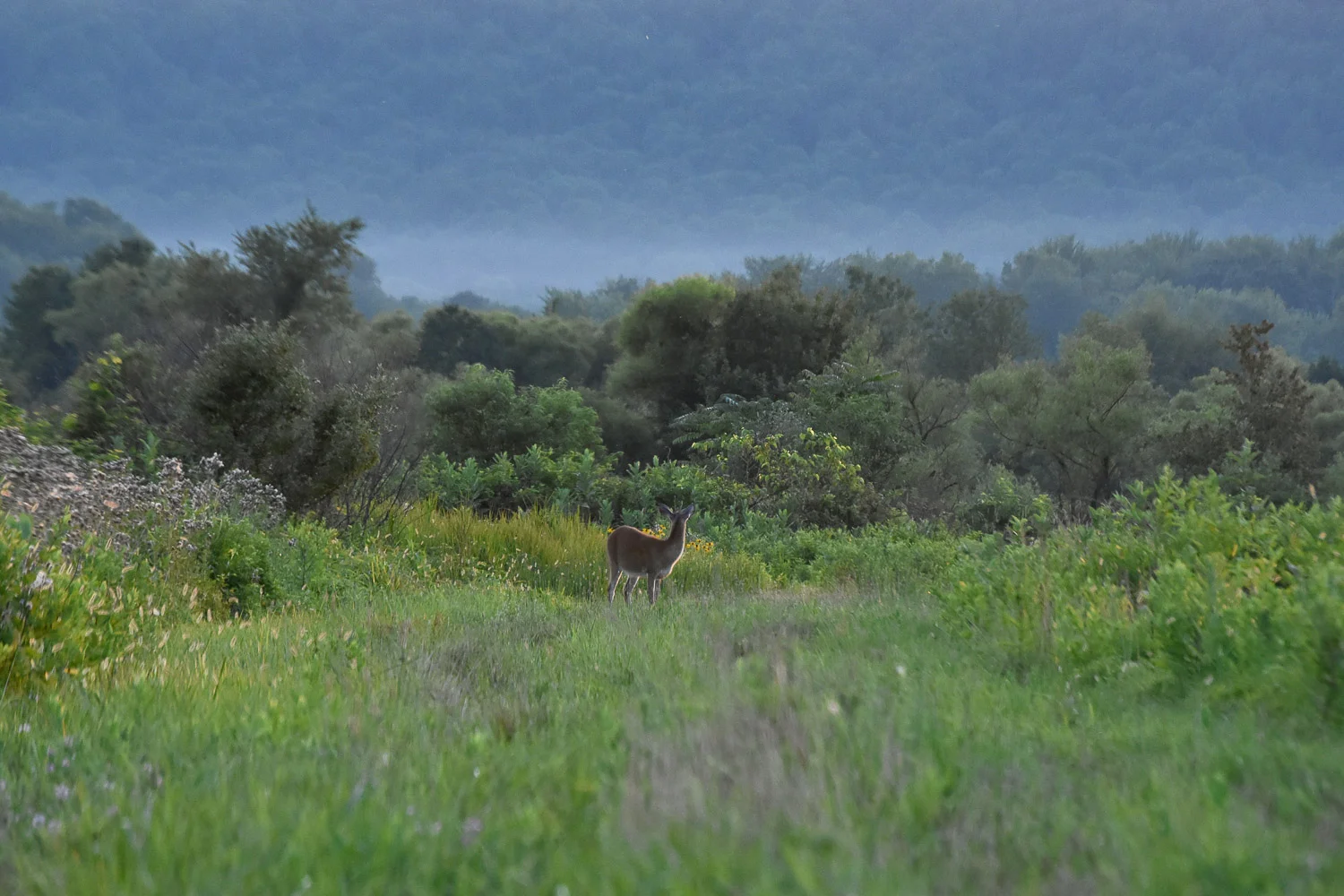 White-Tailed Deer ( Odocoileus virginianus )