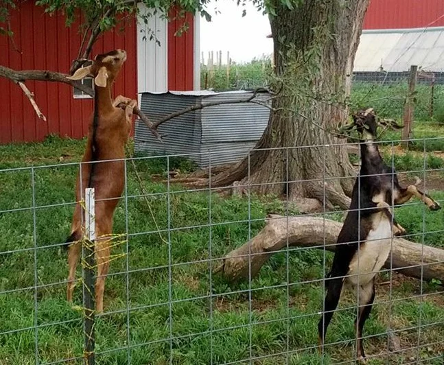 Libby & Eep 'grazing' from the black walnut tree.