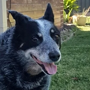 Zoe 13yrs old Australian Cattle Dog