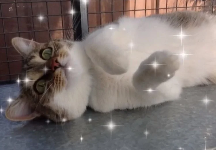 Tammy is looking for a forever home...