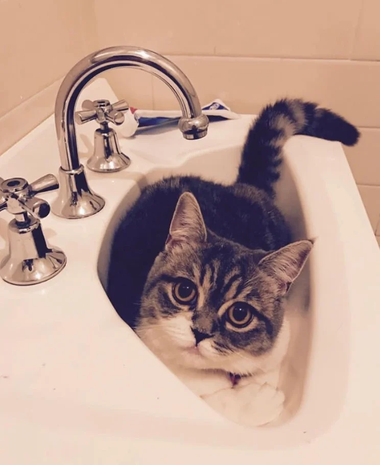 Look at that paw!