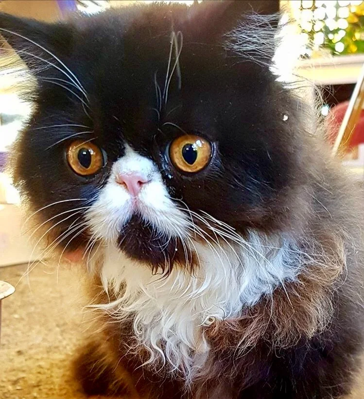 Pom Pom is purr-fect