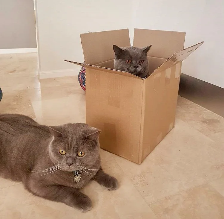 Cheshire and Dolly.