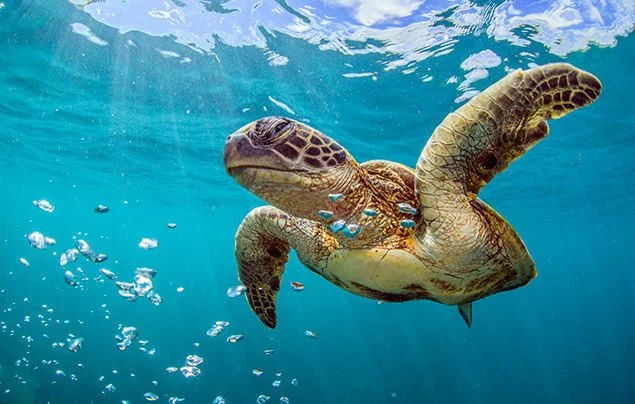 PR-Fun-Facts-turtle-facts-1.jpg