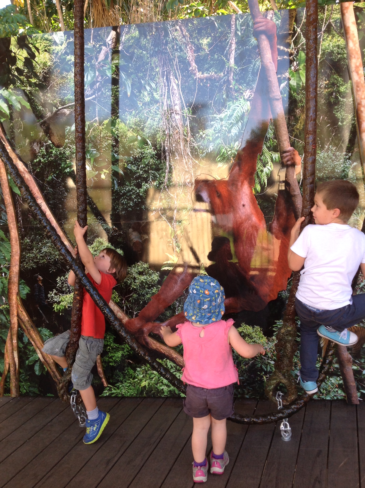 stay in the trees Perth Zoo Orangutan 2014.jpg