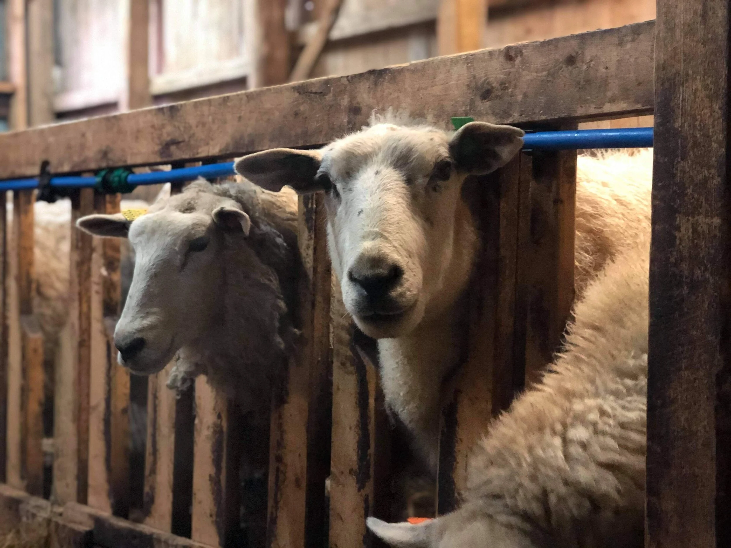 Sauene ventar spent på besøk.