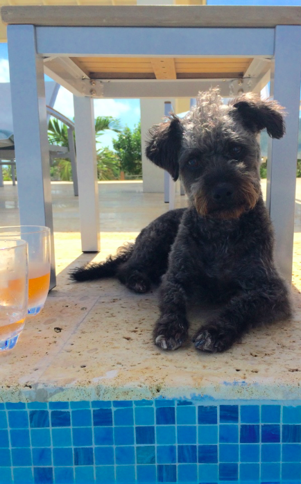 Dwight the pup enjoying some shade. The Rose is for us.