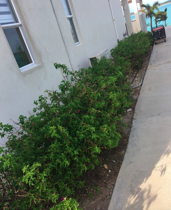 Bougainvillea along the house already coming back after just 8 days!