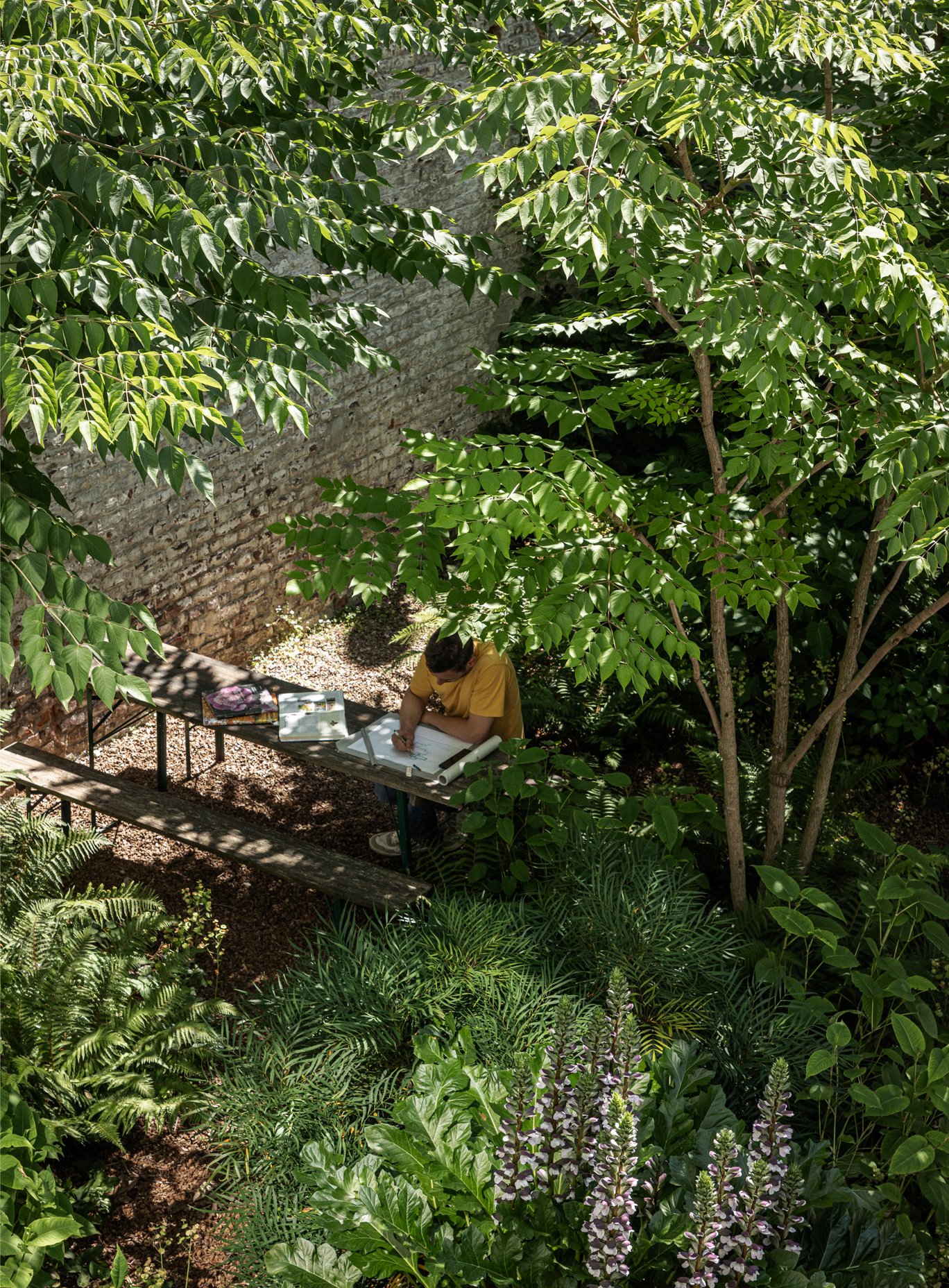 tuinarchitect_steyaert_brussel_jungle_groen_stadstuin_bureautuin_bureau_aralia_acanthus