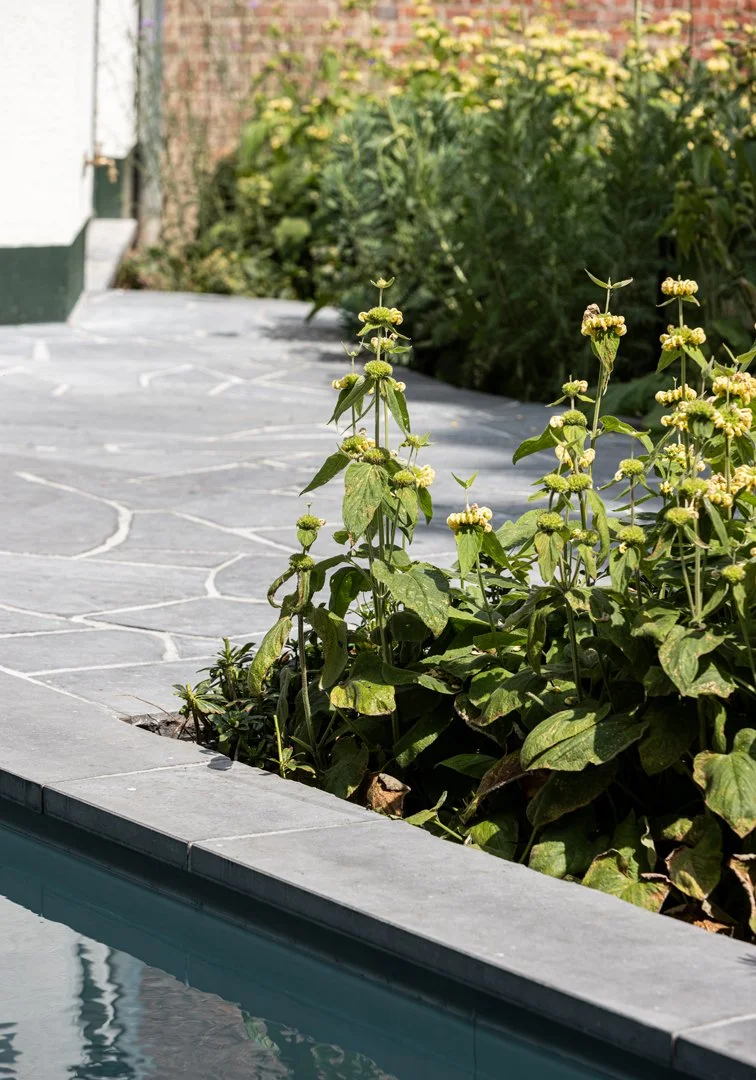 tuinarchitect_steyaert_brussel_schaarbeek_jungle_groen_stadstuin_zwembad_phlomis_flagstone