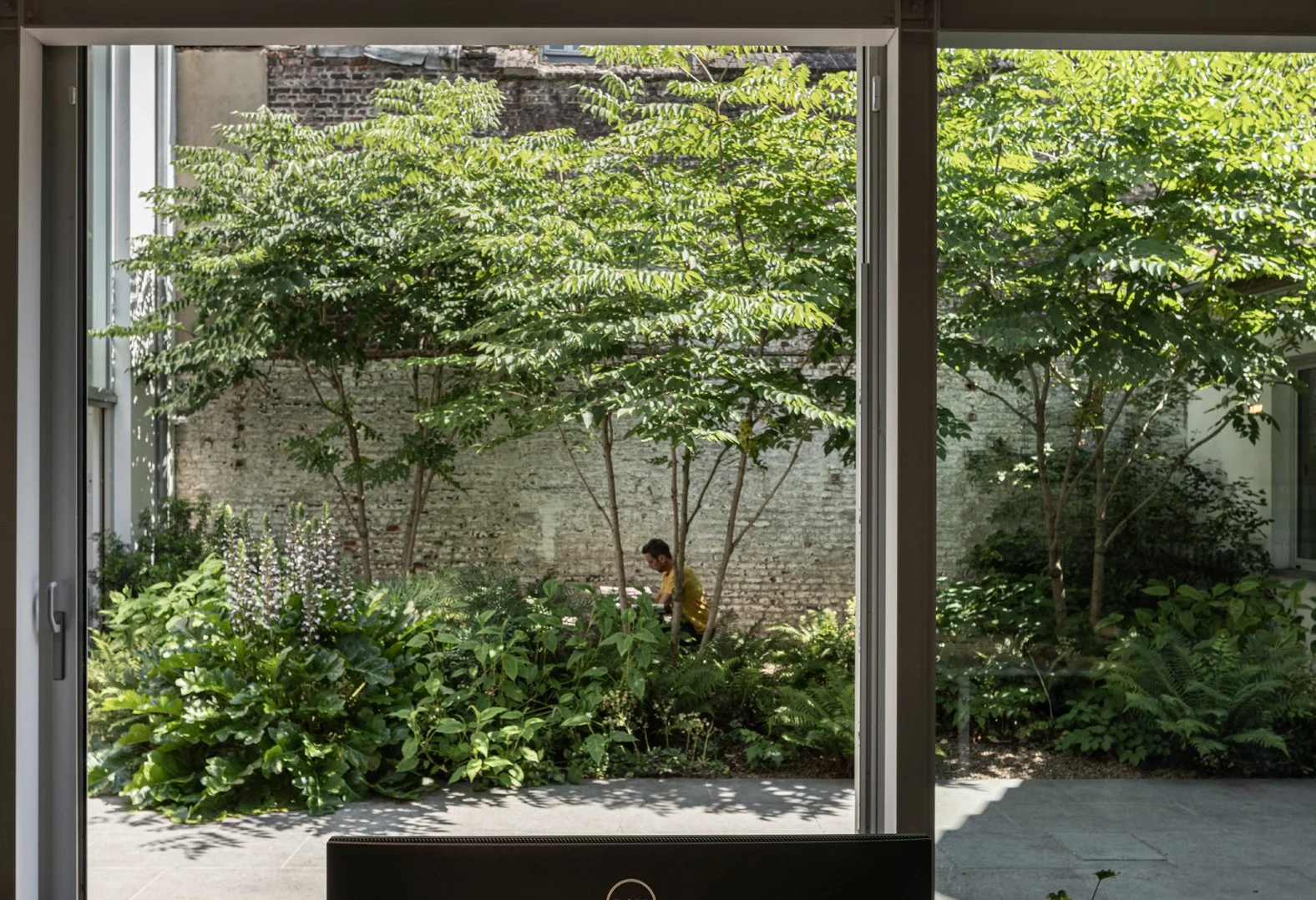 tuinarchitect_steyaert_brussel_jungle_groen_stadstuin_bureautuin_bureau_aralia_acanthus