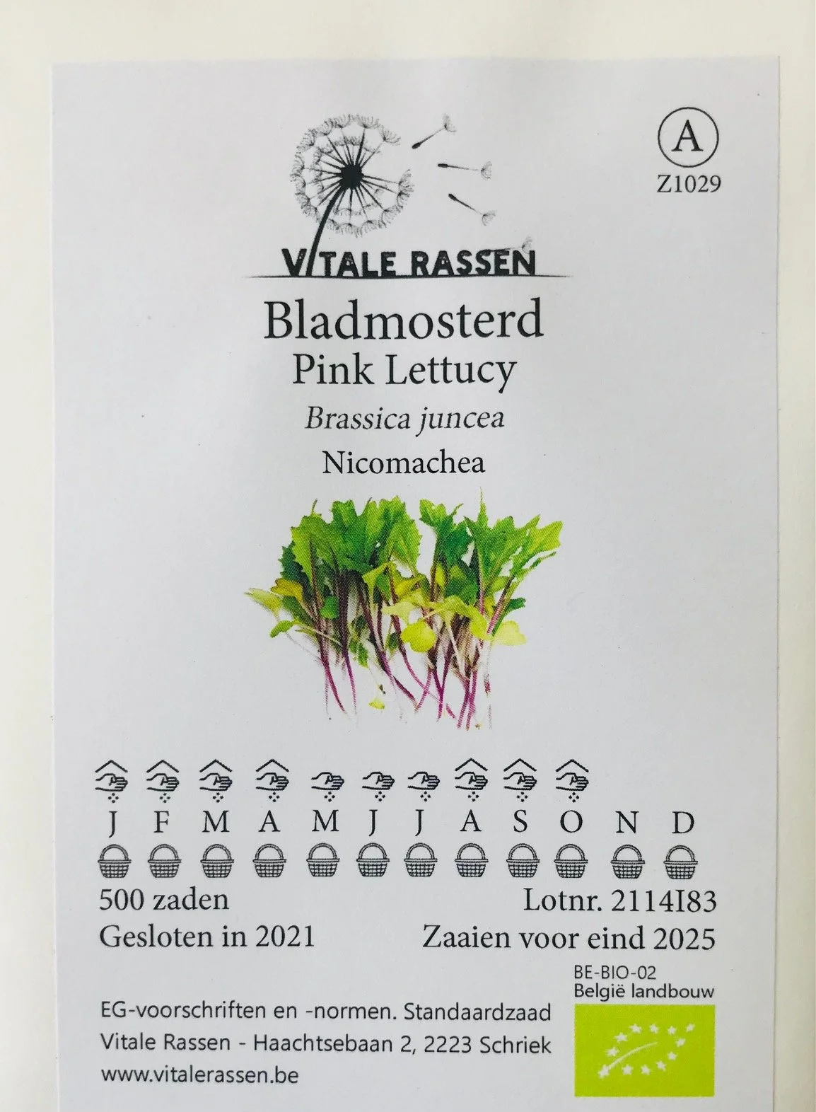 Bladmosterd-pink-lettucy-Vitale-rassen-Stay-gold.jpg