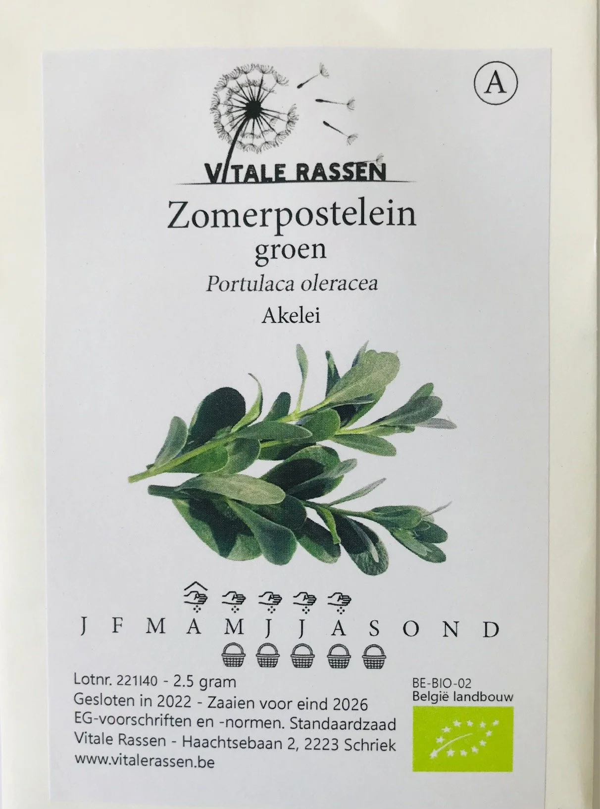 Zomerpostelein-groen-Vitale-rassen-Stay-gold.jpg