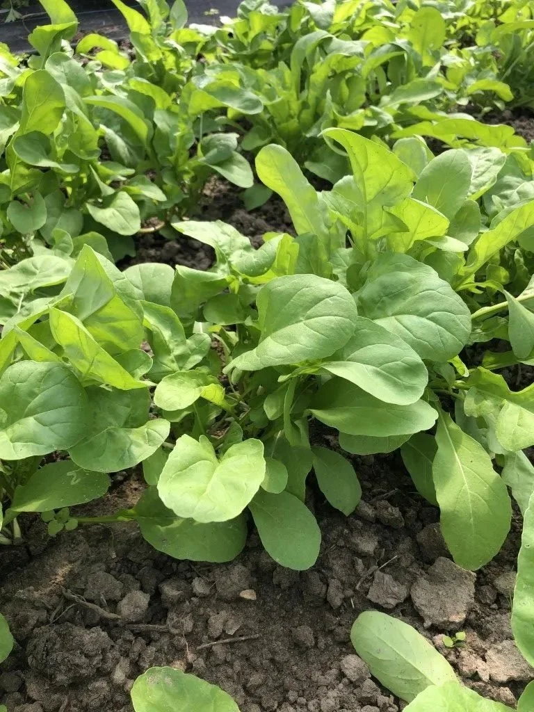 Rucola-Stay-gold-Vitale-rassen.jpg