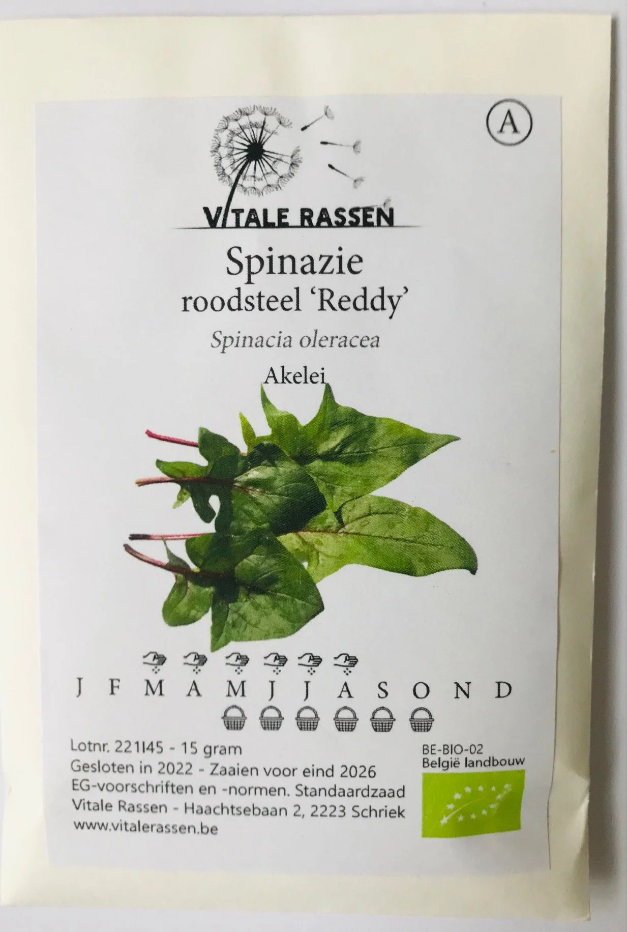 Spinazie-roodsteel-Vitale-rassen.jpg