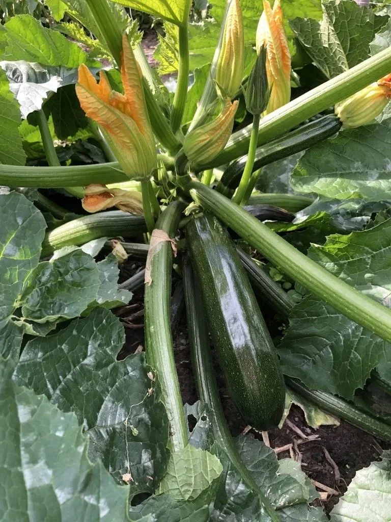 Courgette-Mutabile-Middel-rotated.jpg kopie.jpg