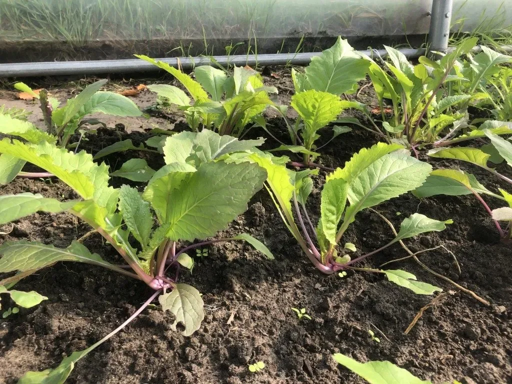 Pink Lettucy.webp