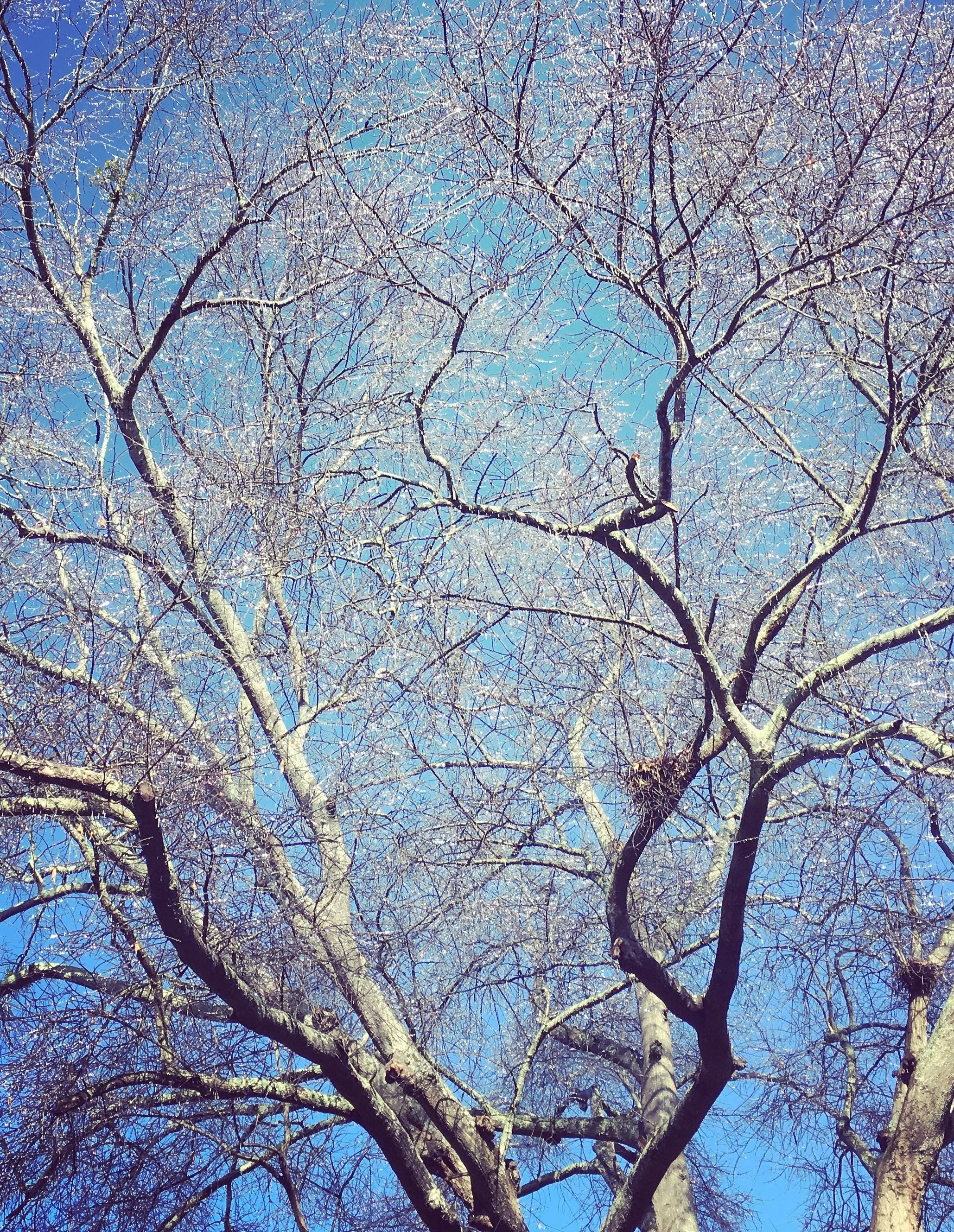  An unanticipated result of Atlanta's 'snowstorm' last weekend. 