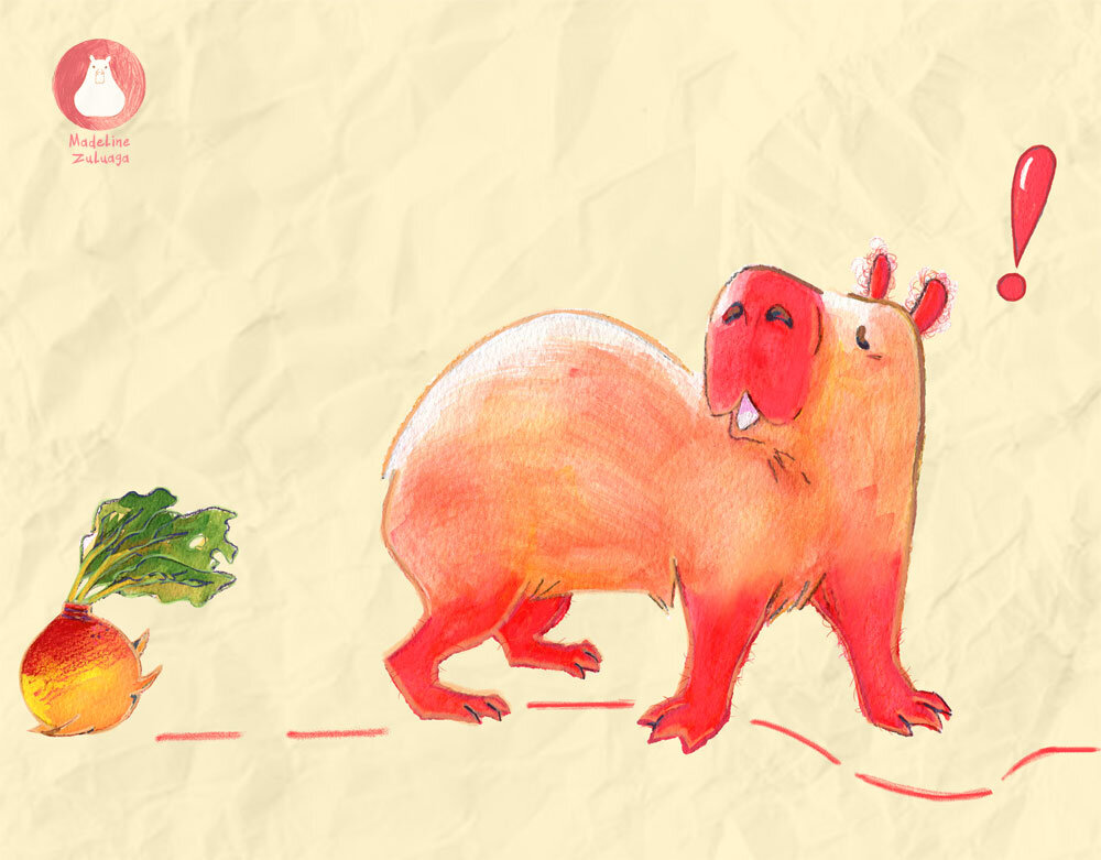 Madeline-Zuluaga-Capybara-and-turnip-close-up-part-3.jpg