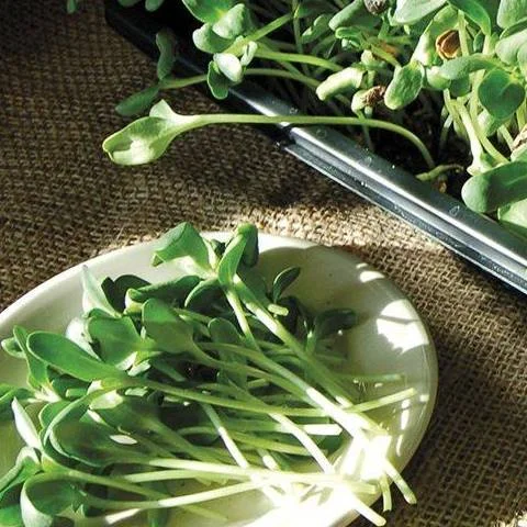 Sprouting Dreams Farm