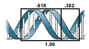 The Fibonacci sequence is found in DNA.