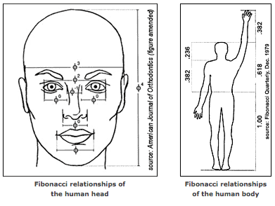 Fibonacci sequence as it relates to the human face and body.