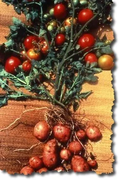 Why the name Pomato? The Pomato plant looks like a normal tomato plant but hides something underneath. Just like a resume is not always what it seems.