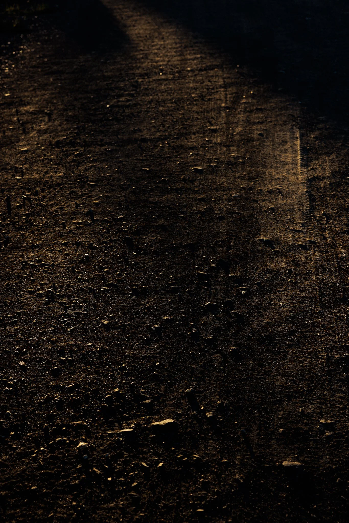 Dark, textured dirt road reflecting warm sunlight.