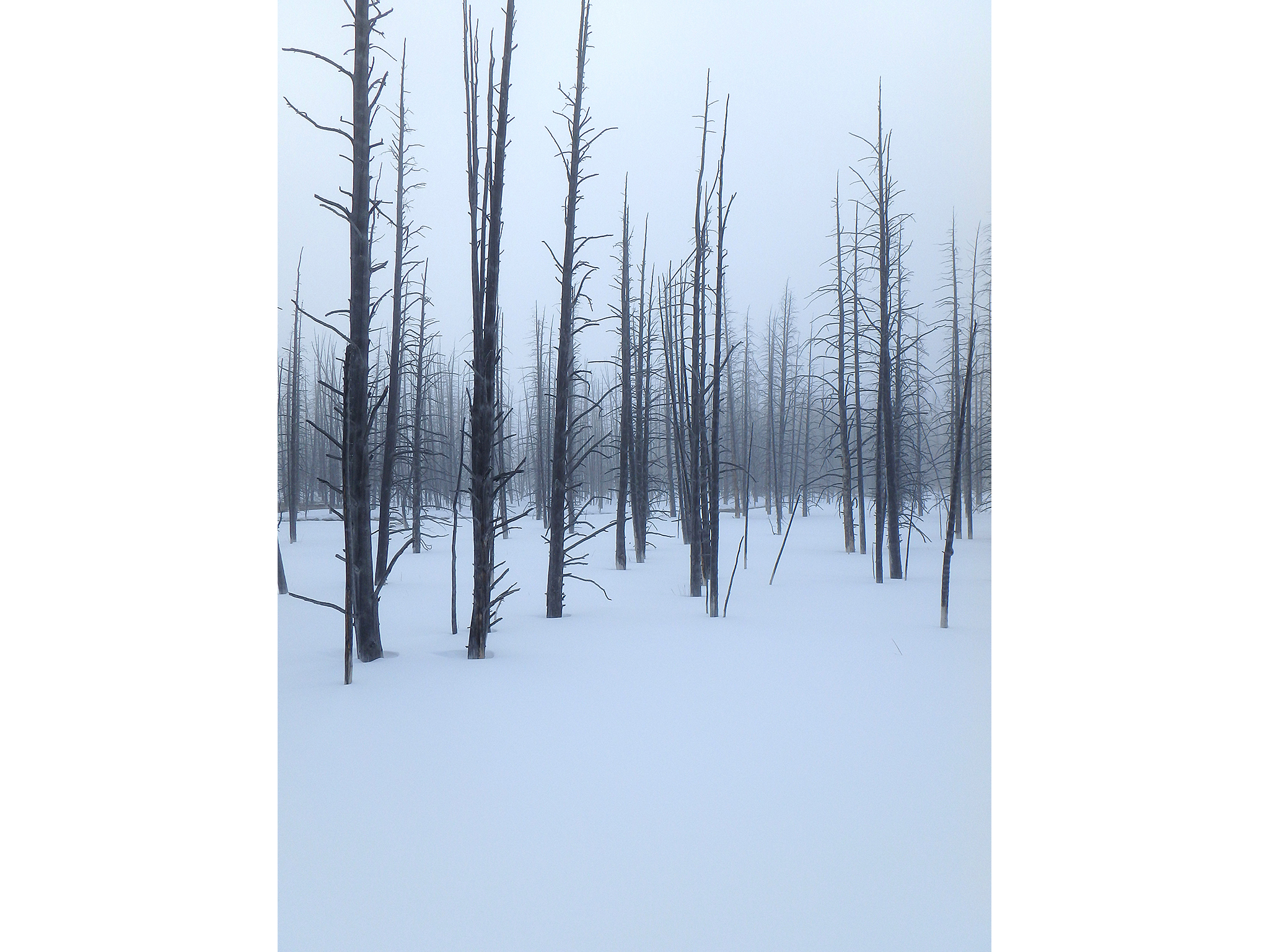 Photograph of bare trees in snow and fog shot in Yellowstone wintertime