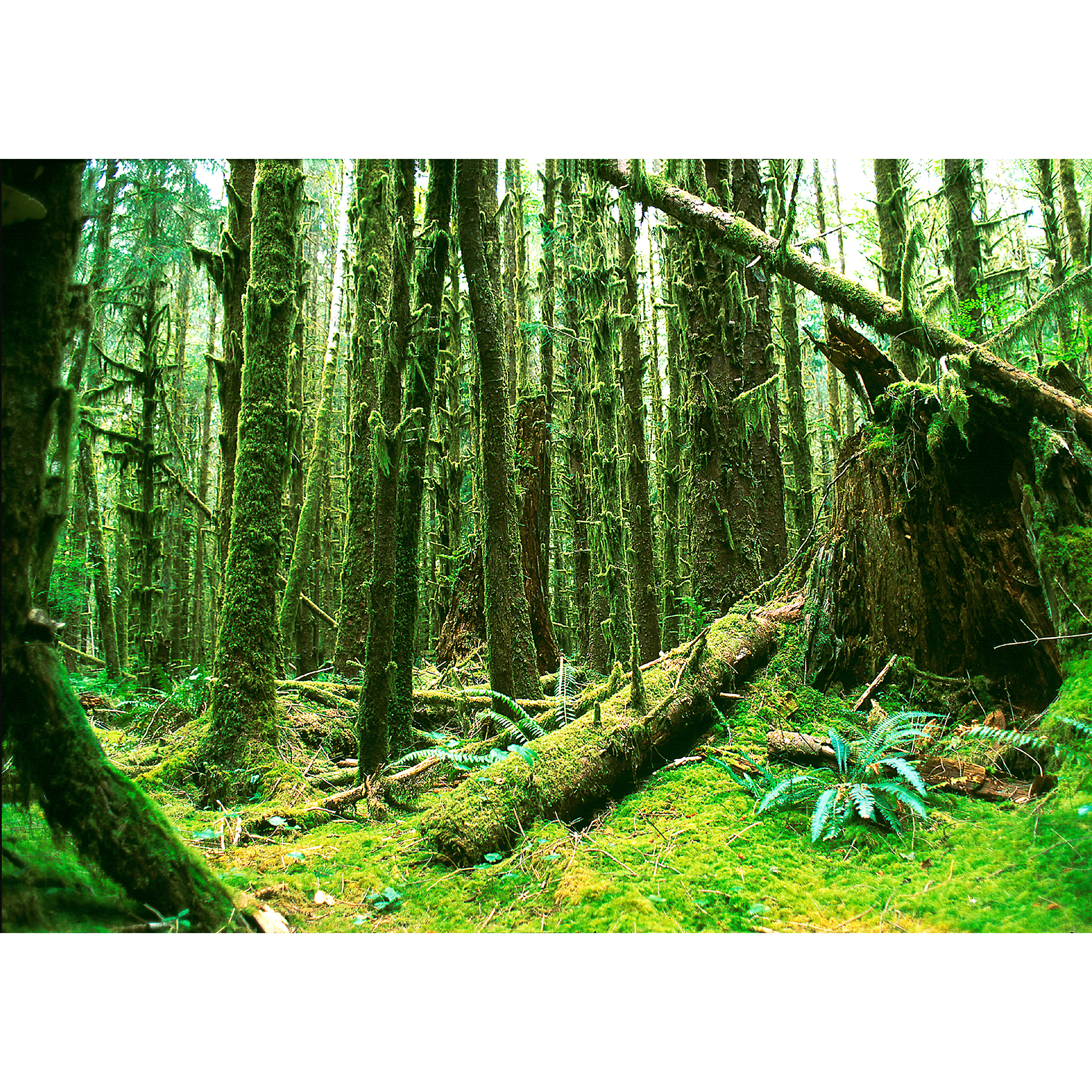 Rainforest photo with green moss and ferns