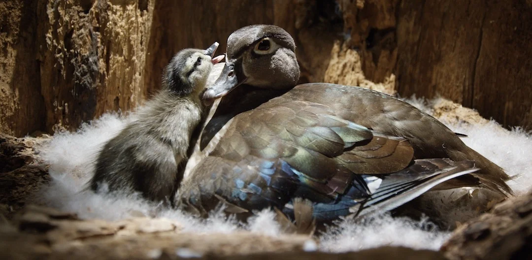 WoodDuck&Duckling.jpg