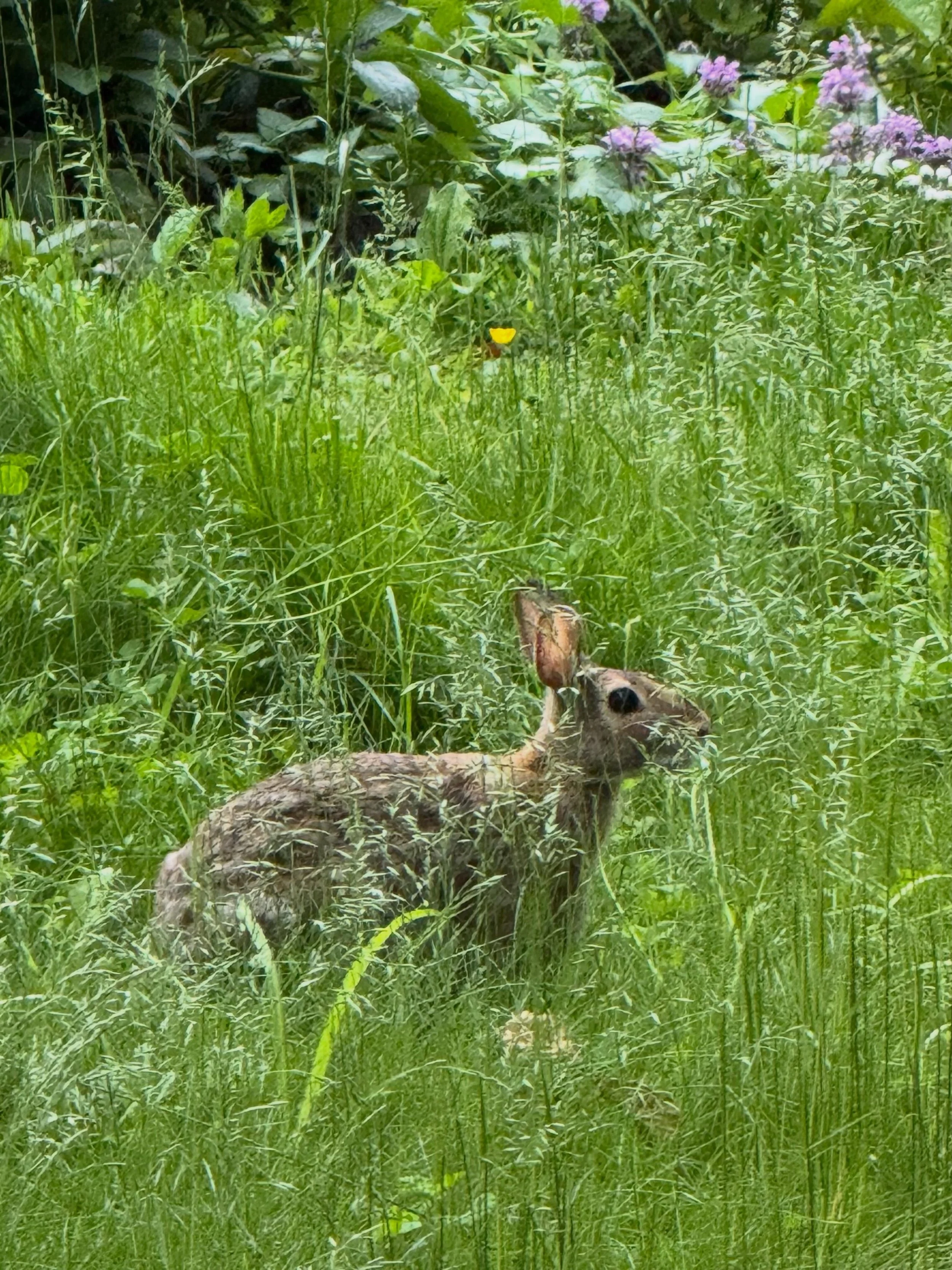 The &ldquo;Less Lawn More Life&rdquo; challenge, promoted by Doug Tallamy and our friends at @homegrownnationalpark, is making a noticeable difference around Archipelago Films! The small grassy area left unmowed in the front yard is now drawing out t