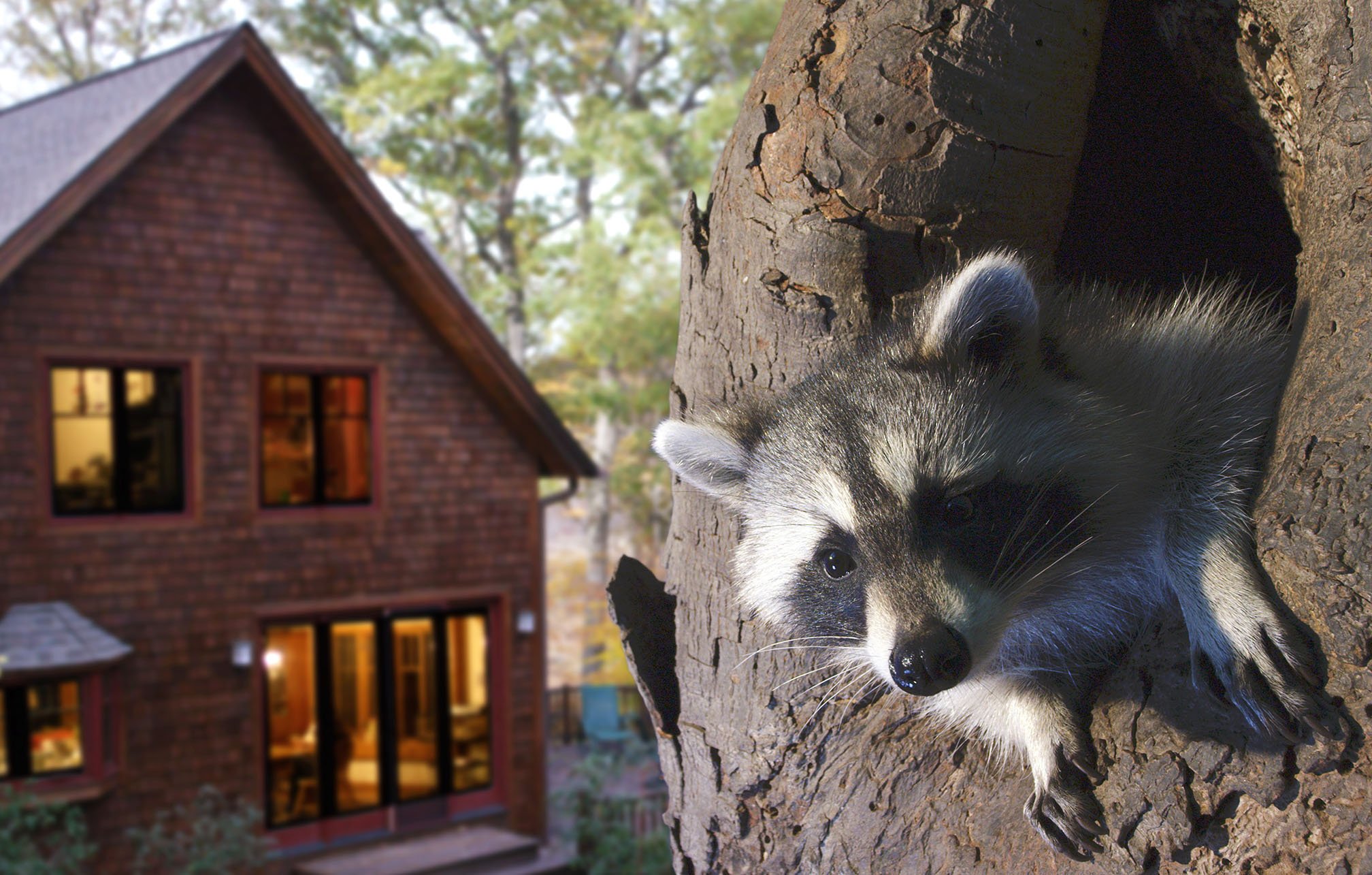Raccoon House_sm.jpg