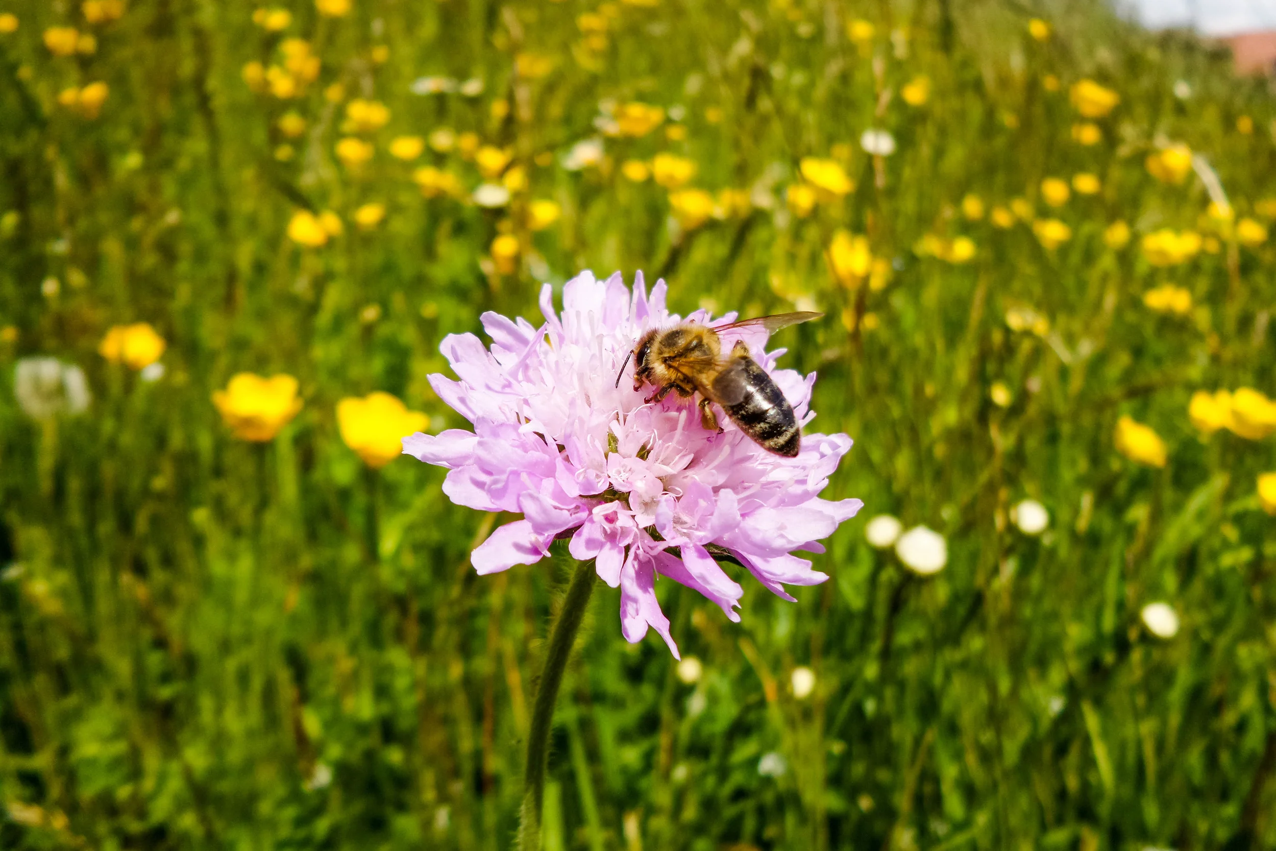 Biene auf Ackerwitwenblume