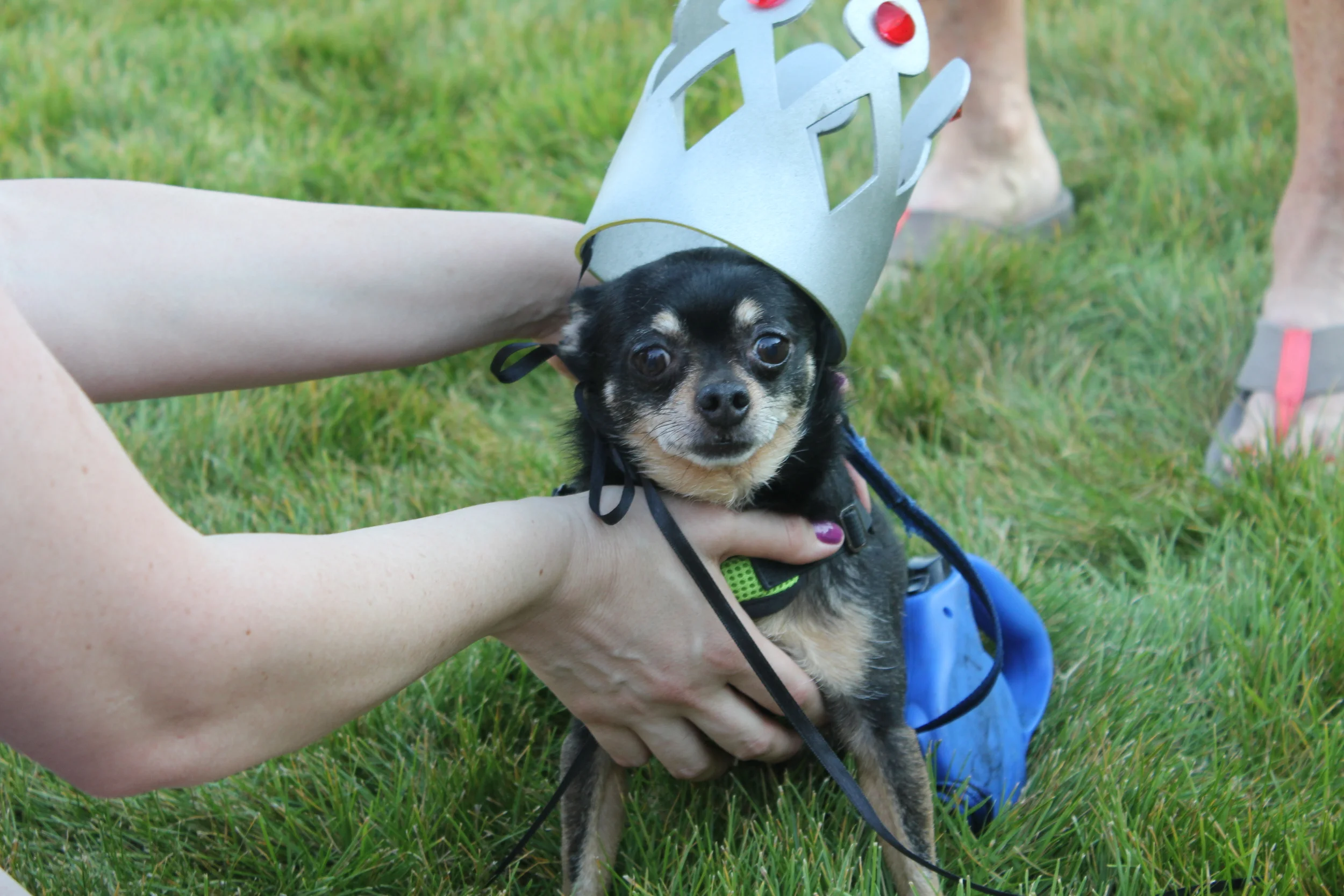 Silkwood is a firm believer in adopting animals in need as well which is why she is a mommy to her dog, Tucker and her cat, Biscuit. If you have any questions about Kriser’s Natural Pet or would like to learn how Jennifer Silkwood can help your pet with their health needs, visit her at the store in Orland Park or go to her website at: http://krisers.com/location/orland-park/ .