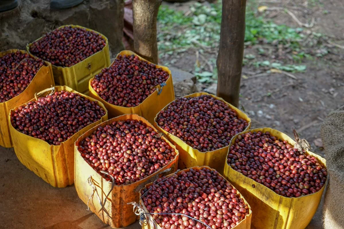 ethiopiategaandtuladecember2017web-16.jpg