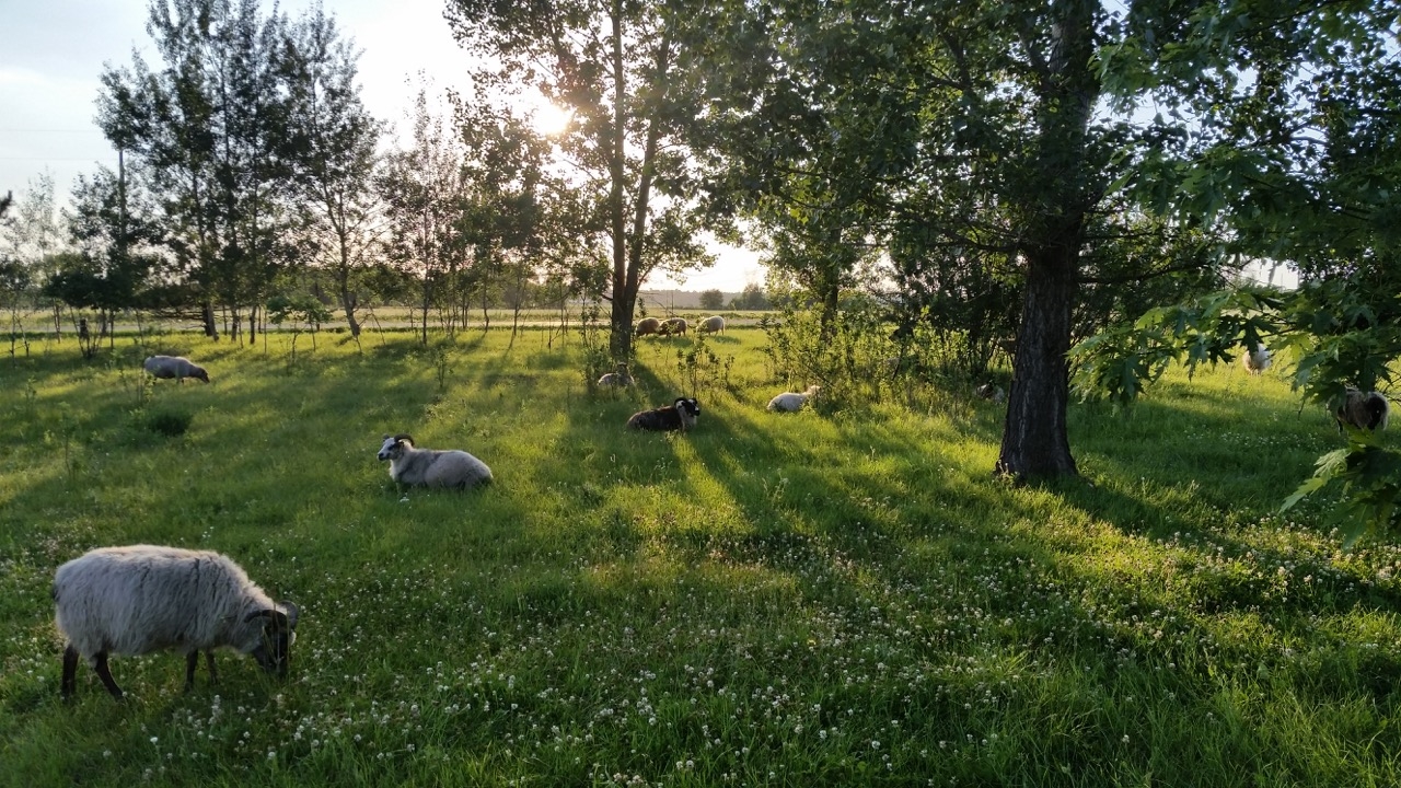 Icelandic and Shetland sheep provide local fiber and environmental benefits. Photo by Jared Strand. 