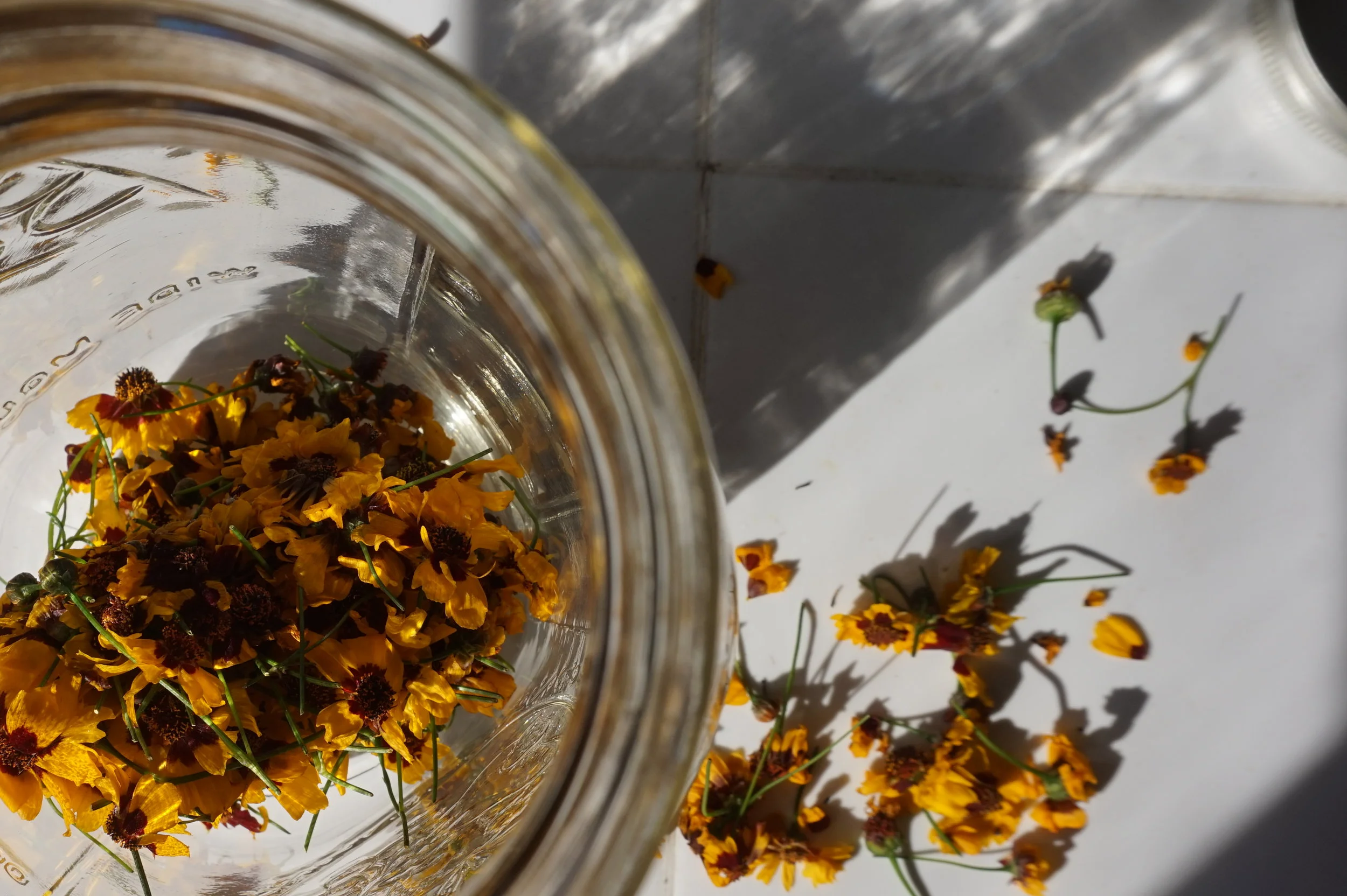 Learn about your local Fibershed