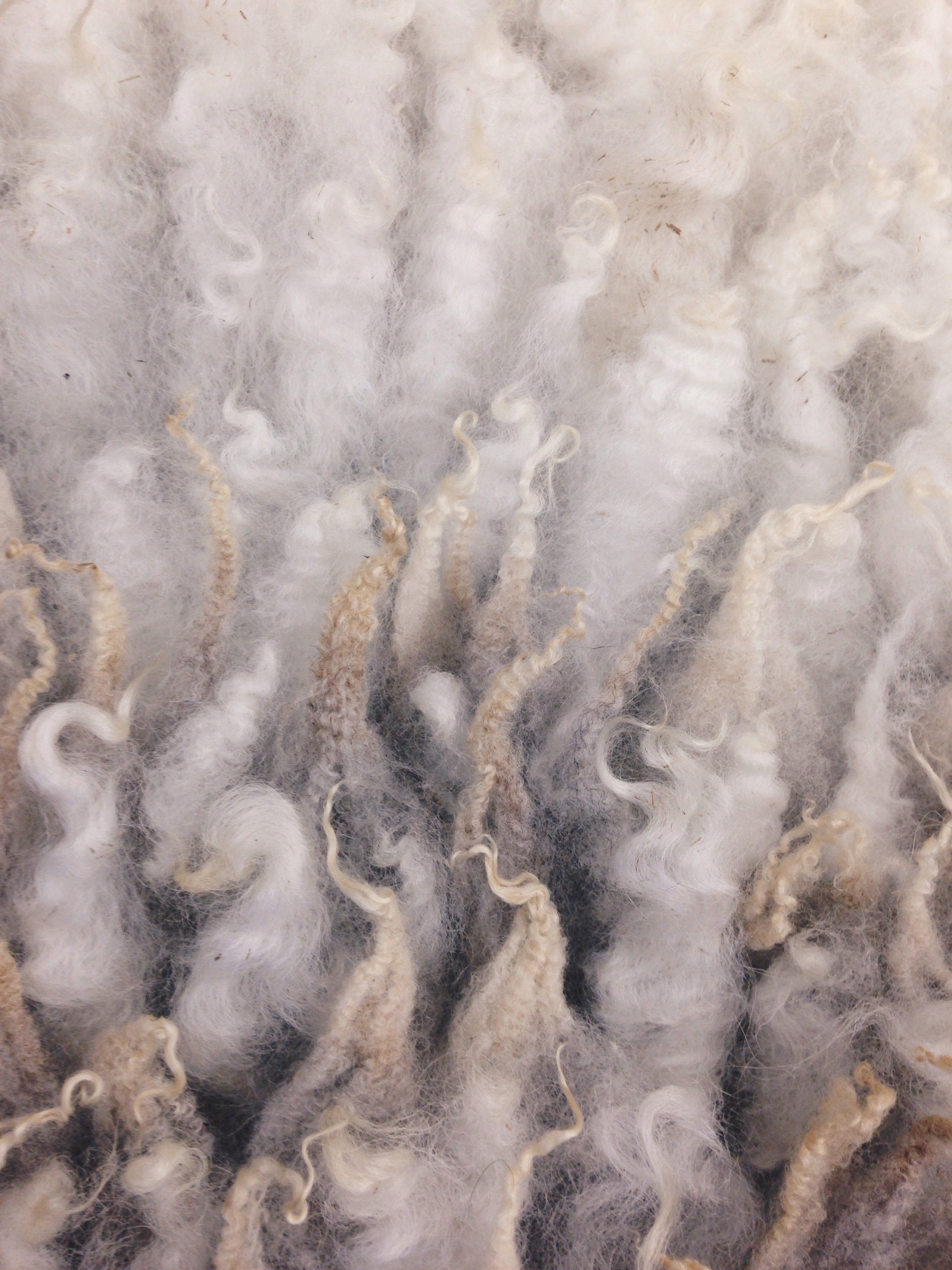 Central Minnesota Community Fibershed Meeting