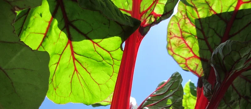 Soil Health as a Win-Win for Sustainable Management and Adaption to Severe Weather Events