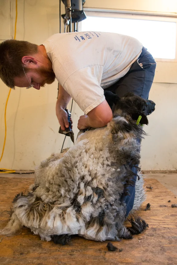 Sheep Shearing