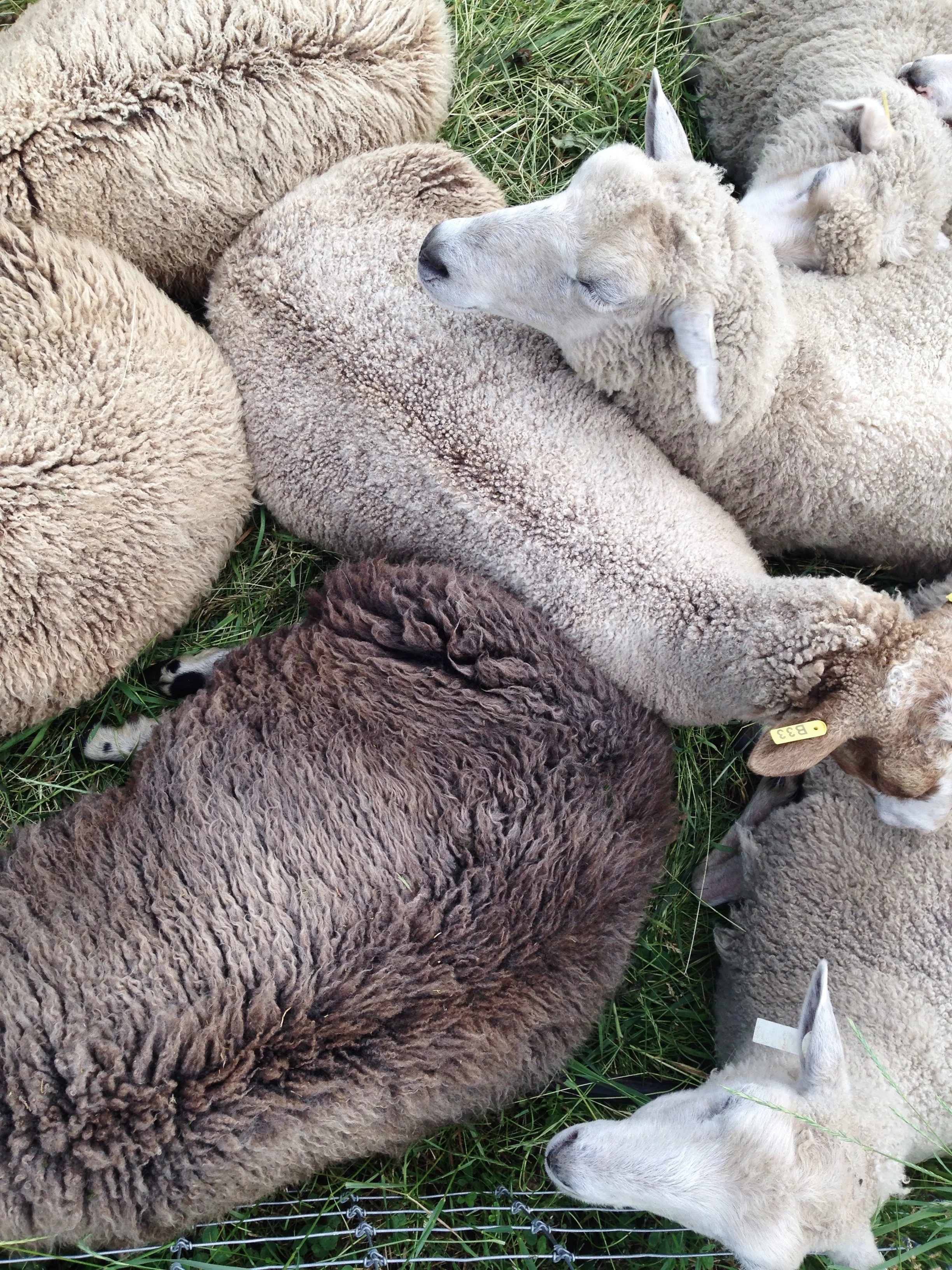 Calling all fiber producers within the Three Rivers Fibershed!
