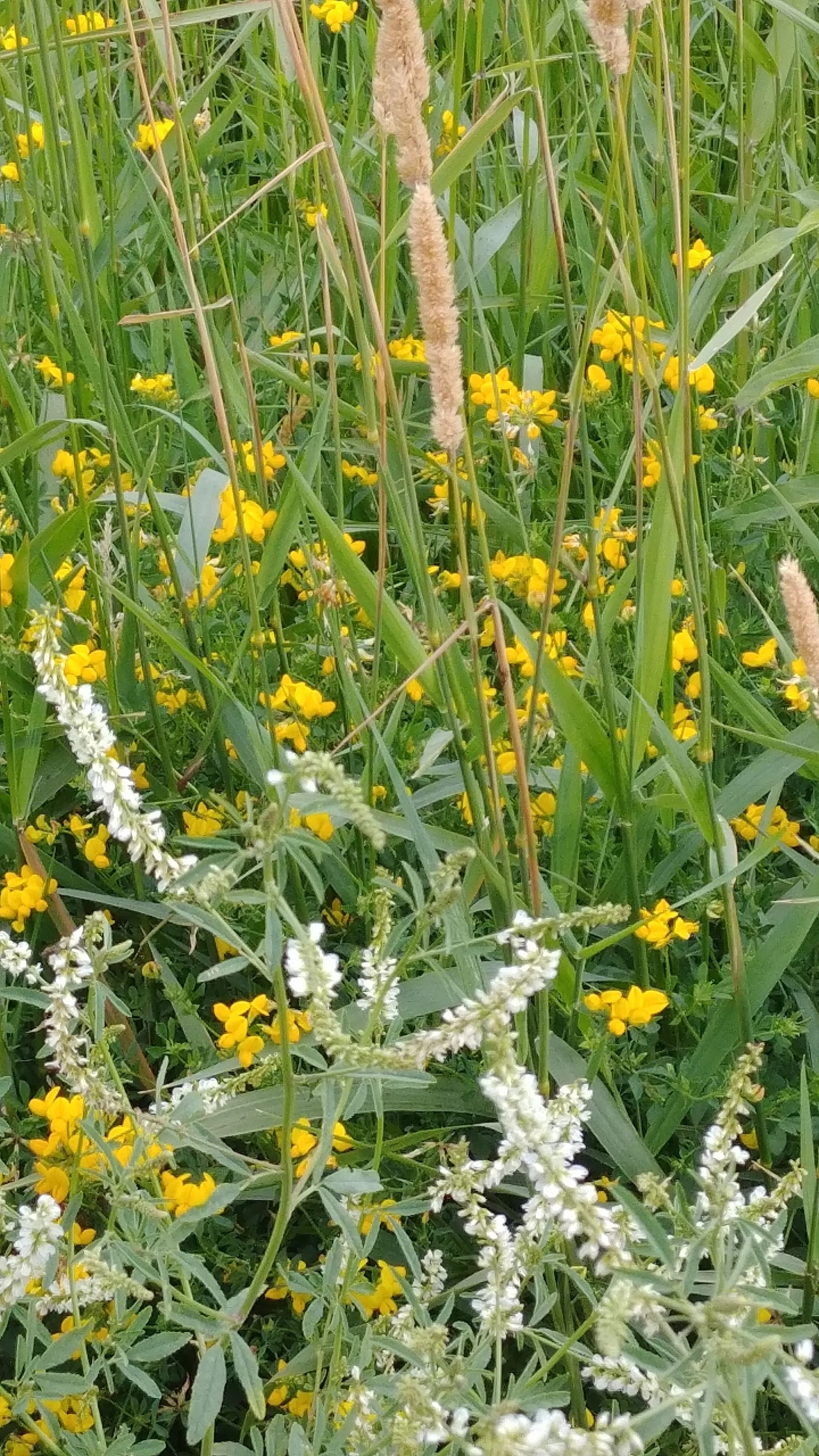 Bundle Dye with the Pasture