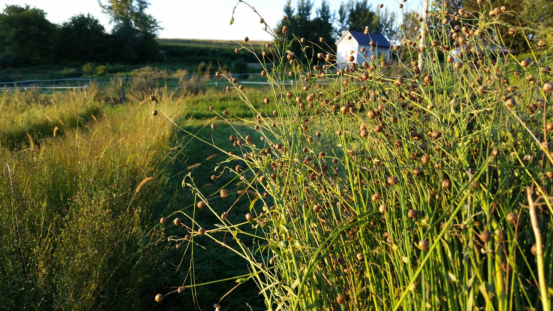 Two Minnesota Flax Stories
