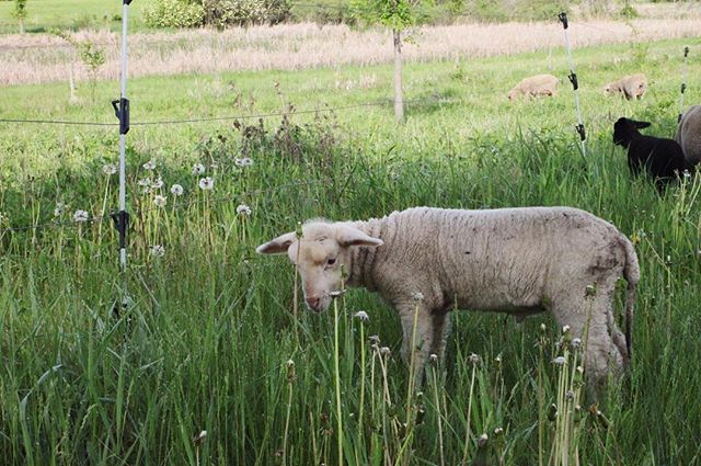 Join us this Saturday (December 1st) for Herbs for Deworming
Sheep (and Goats) with Alethea Kenney at the Lonsdale Public Library community meeting room from 10 a.m. - 1 p.m.! This class will look at alternative methods for worming livestock which ar