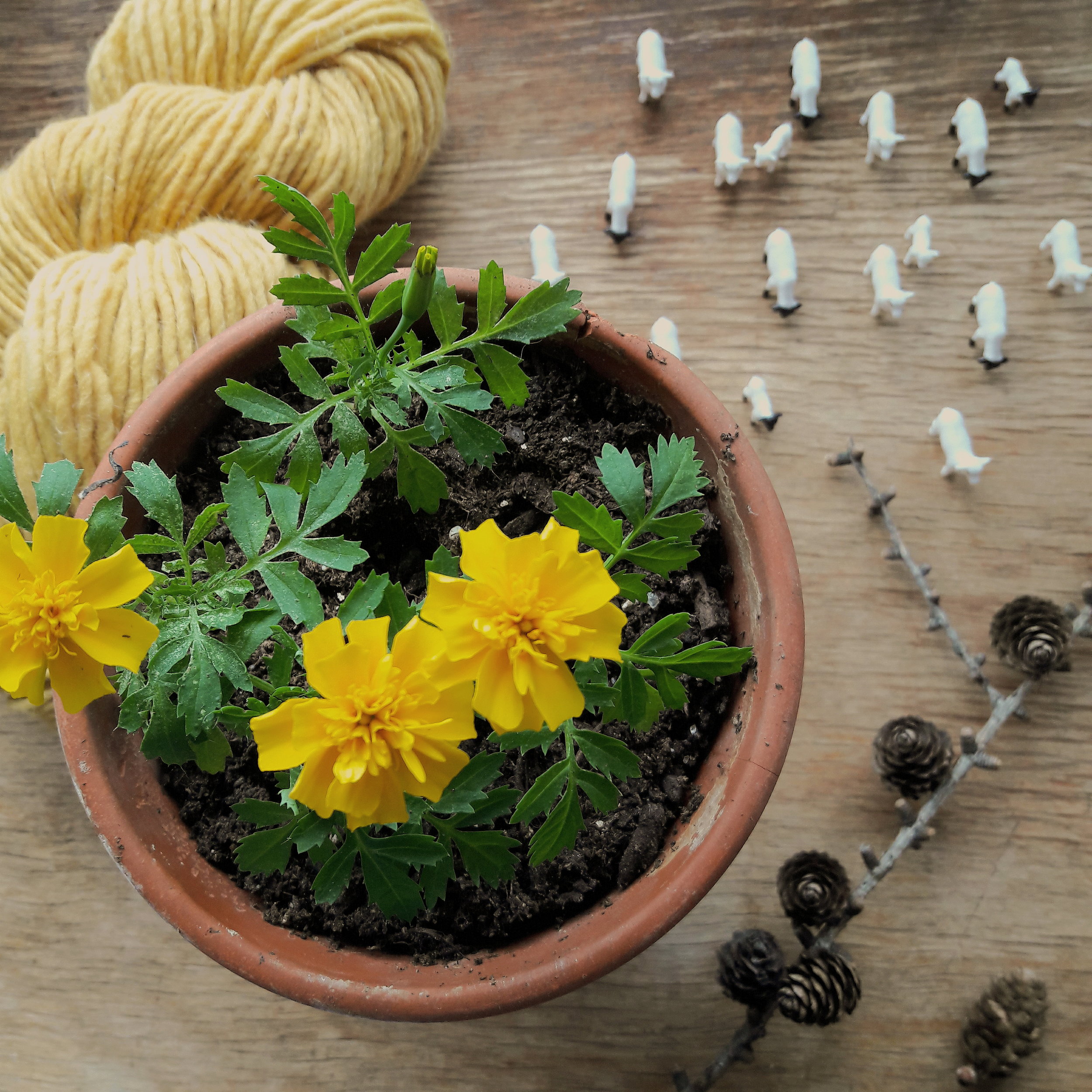 Natural Dye Plants and Seed Sale