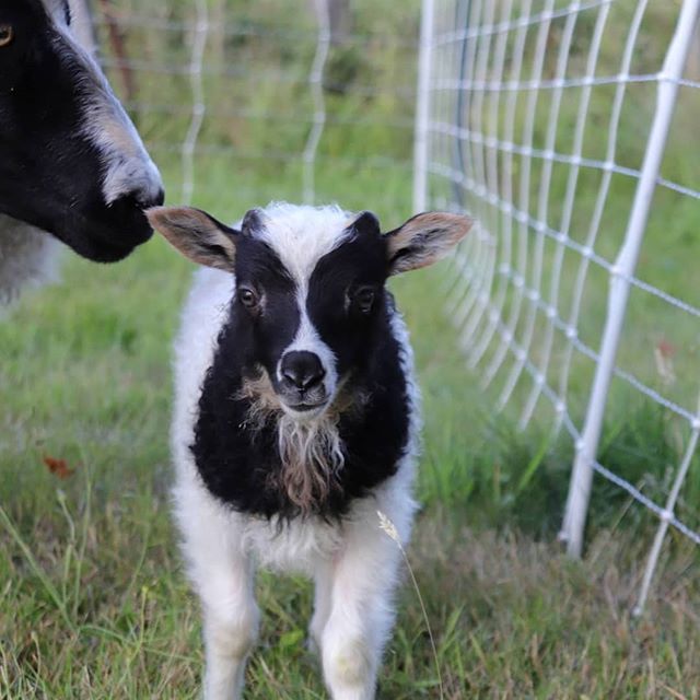 Good evening folks! We wanted to bring to your attention an amazing opportunity sought by one of the original cofounders of the Three Rivers Fibershed. Please read all about this business impact grant &amp; how you can help!
#Repost @lydias_flock
&bu