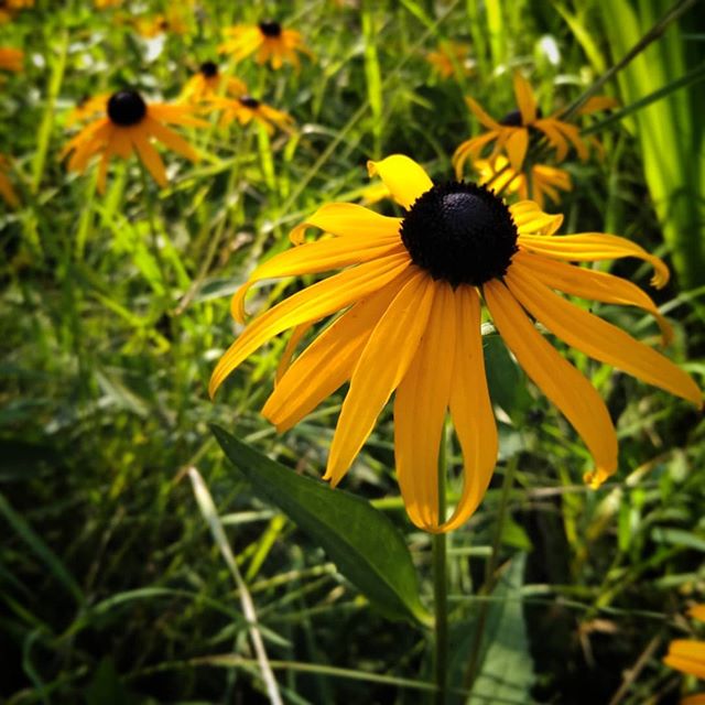 Alejandra Sanchez of @awoolenforest will be leading a natural dye class focusing on locally grown and foraged plants. Alejandra will walk you through the process of extracting beautiful colors from these plants and each participant will get to dye th