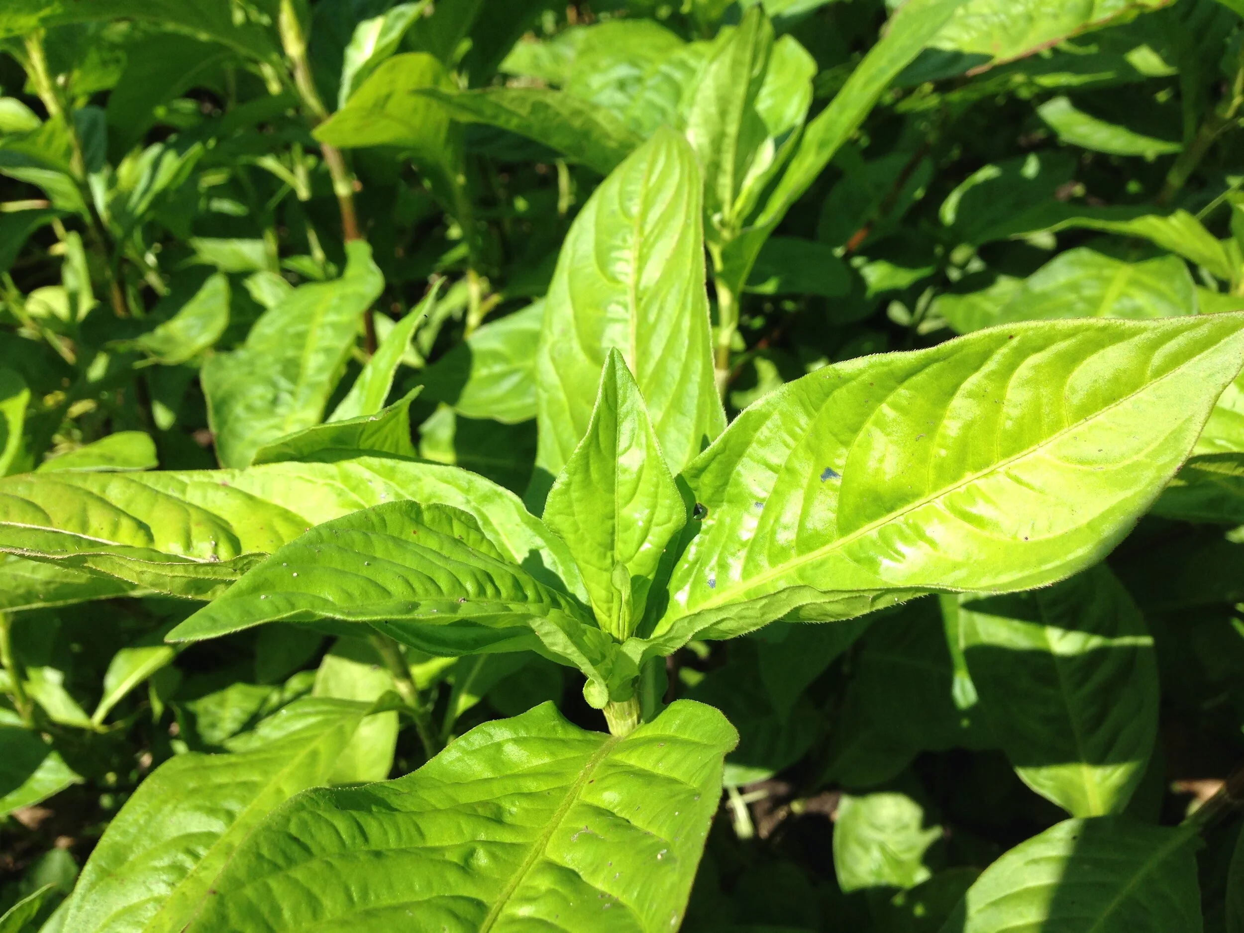Making a Dried Leaf Indigo Vat from Rice County Grow Japanese Indigo